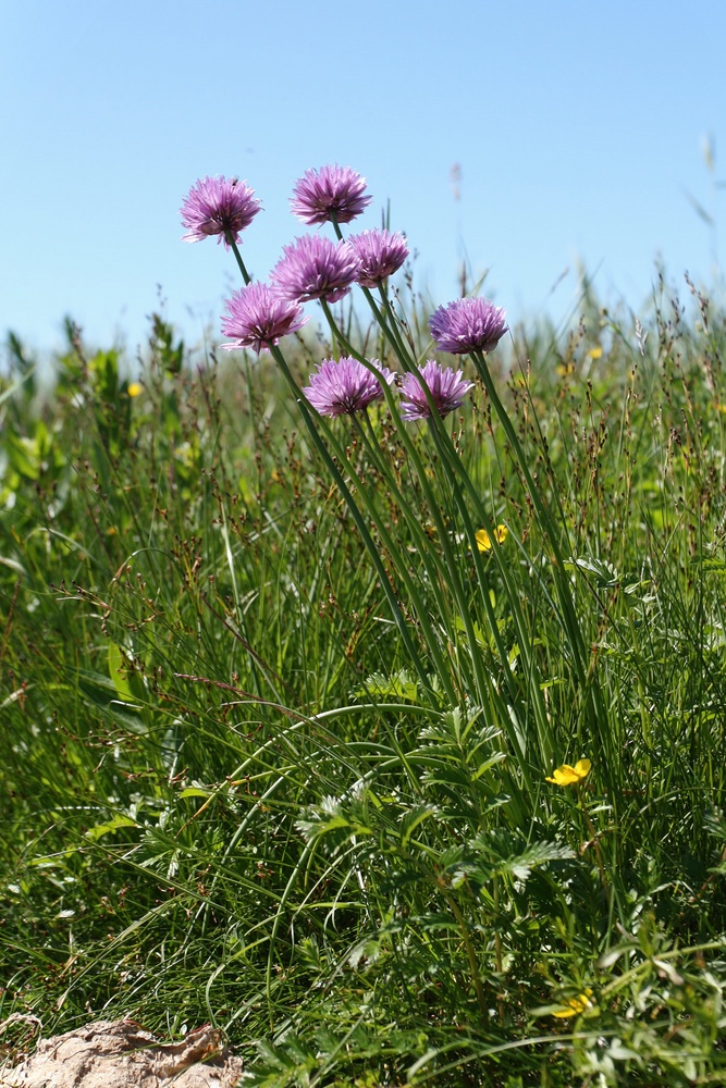Image of Allium schoenoprasum specimen.