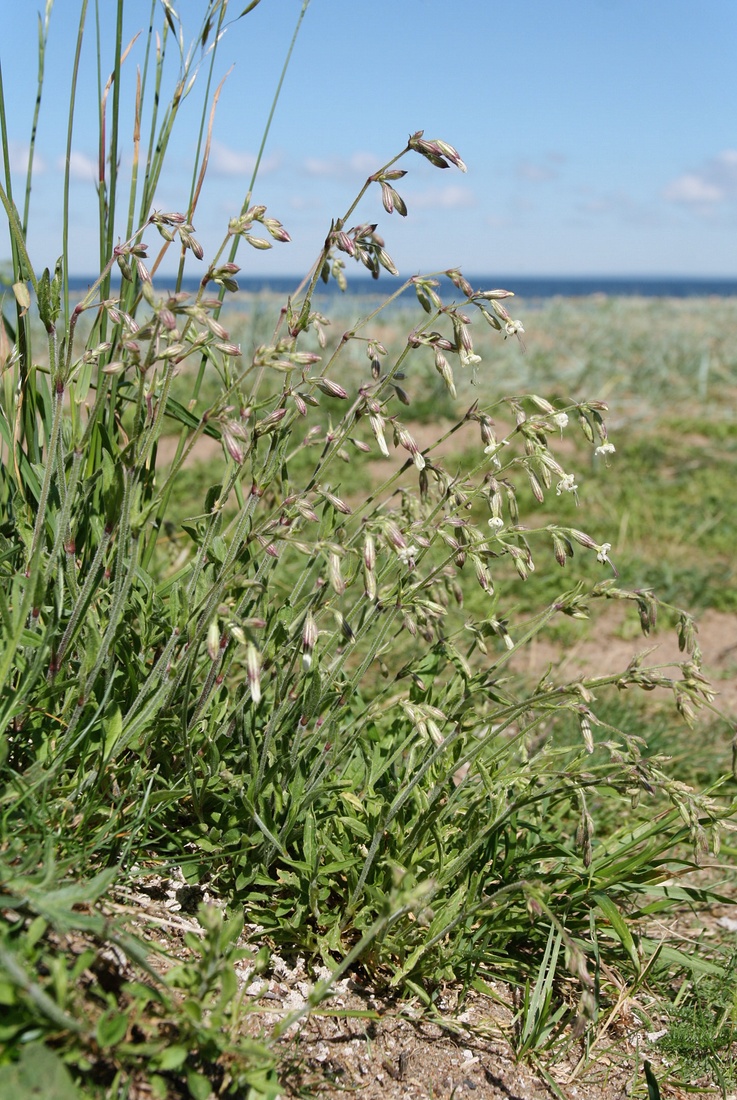 Image of Silene nutans specimen.