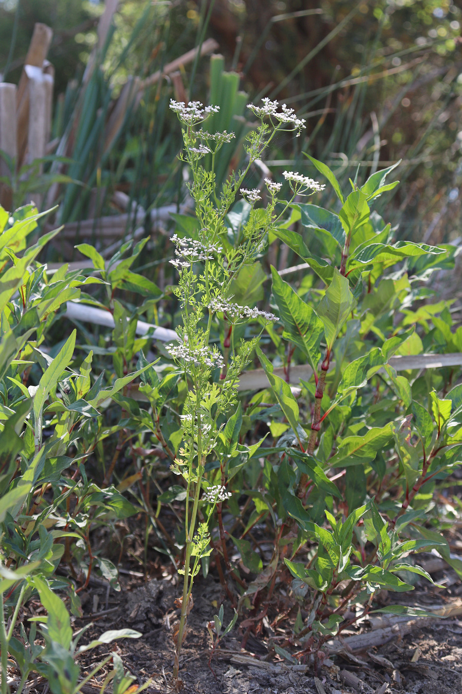 Image of Coriandrum sativum specimen.