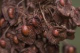 Rumex subspecies orientalis