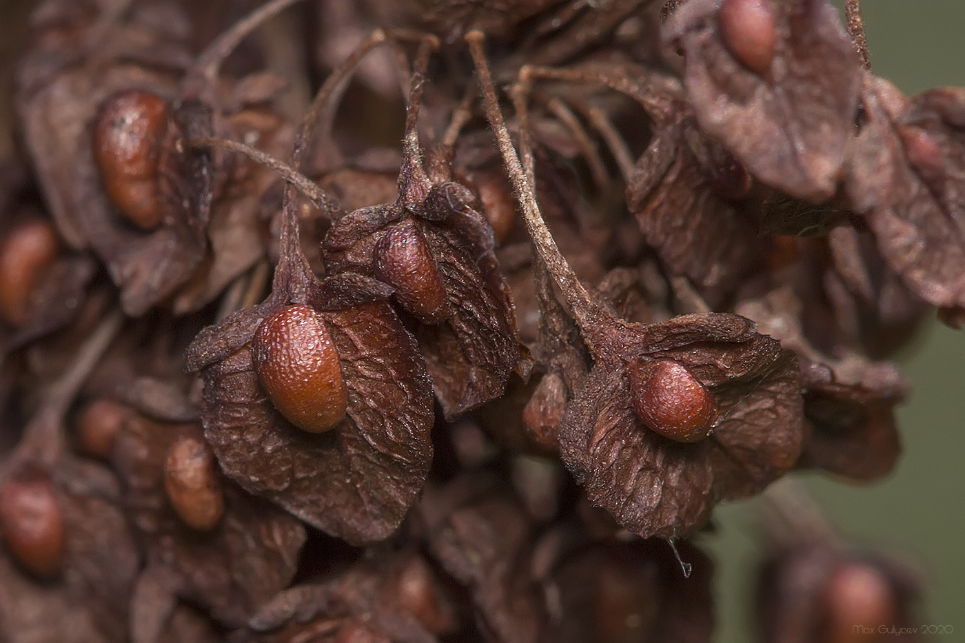 Image of Rumex patientia ssp. orientalis specimen.