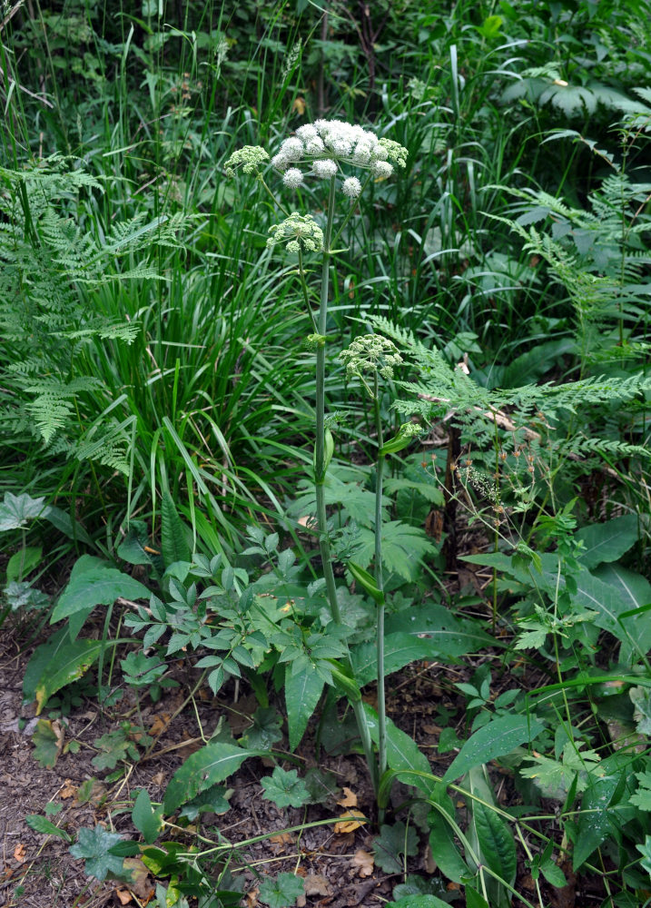 Изображение особи Angelica sylvestris.