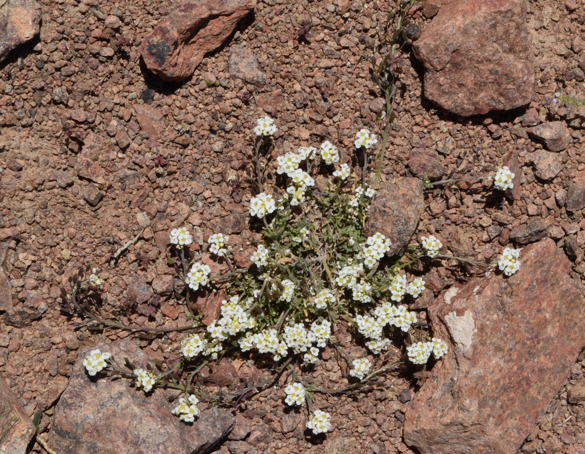 Изображение особи Sophiopsis sisymbrioides.