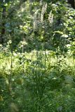 Calamagrostis arundinacea