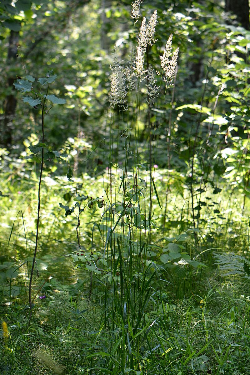 Изображение особи Calamagrostis arundinacea.