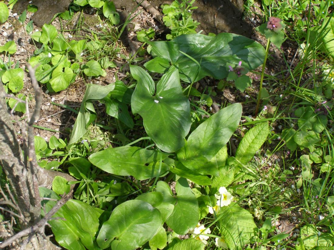 Изображение особи Arum elongatum.