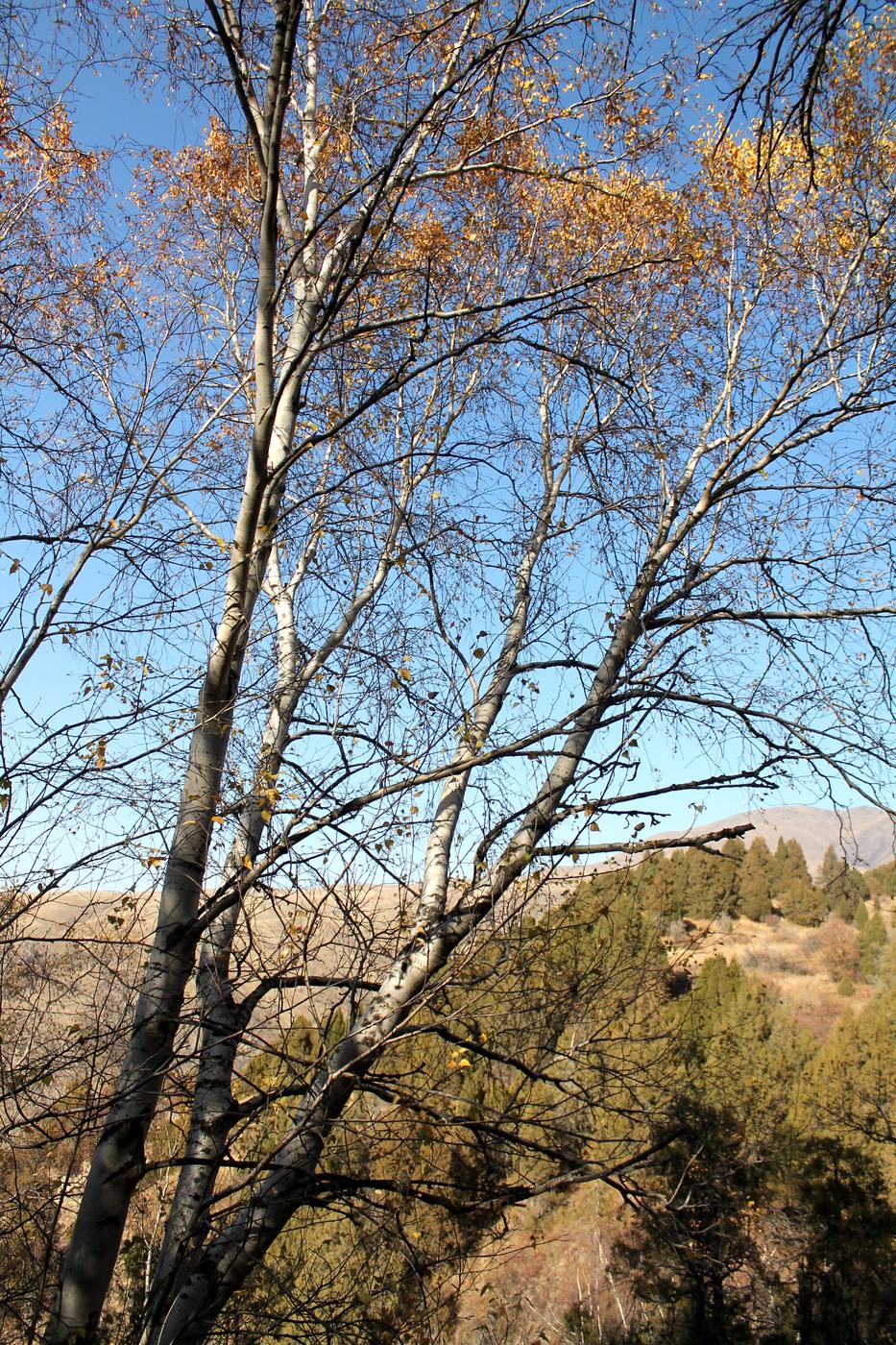 Image of Betula pendula specimen.