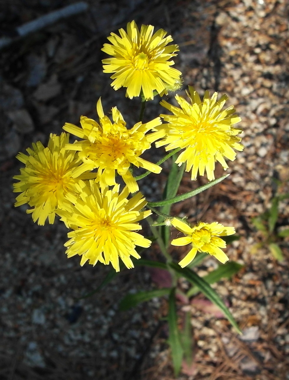 Изображение особи Crepis tectorum.