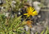 Inula ensifolia