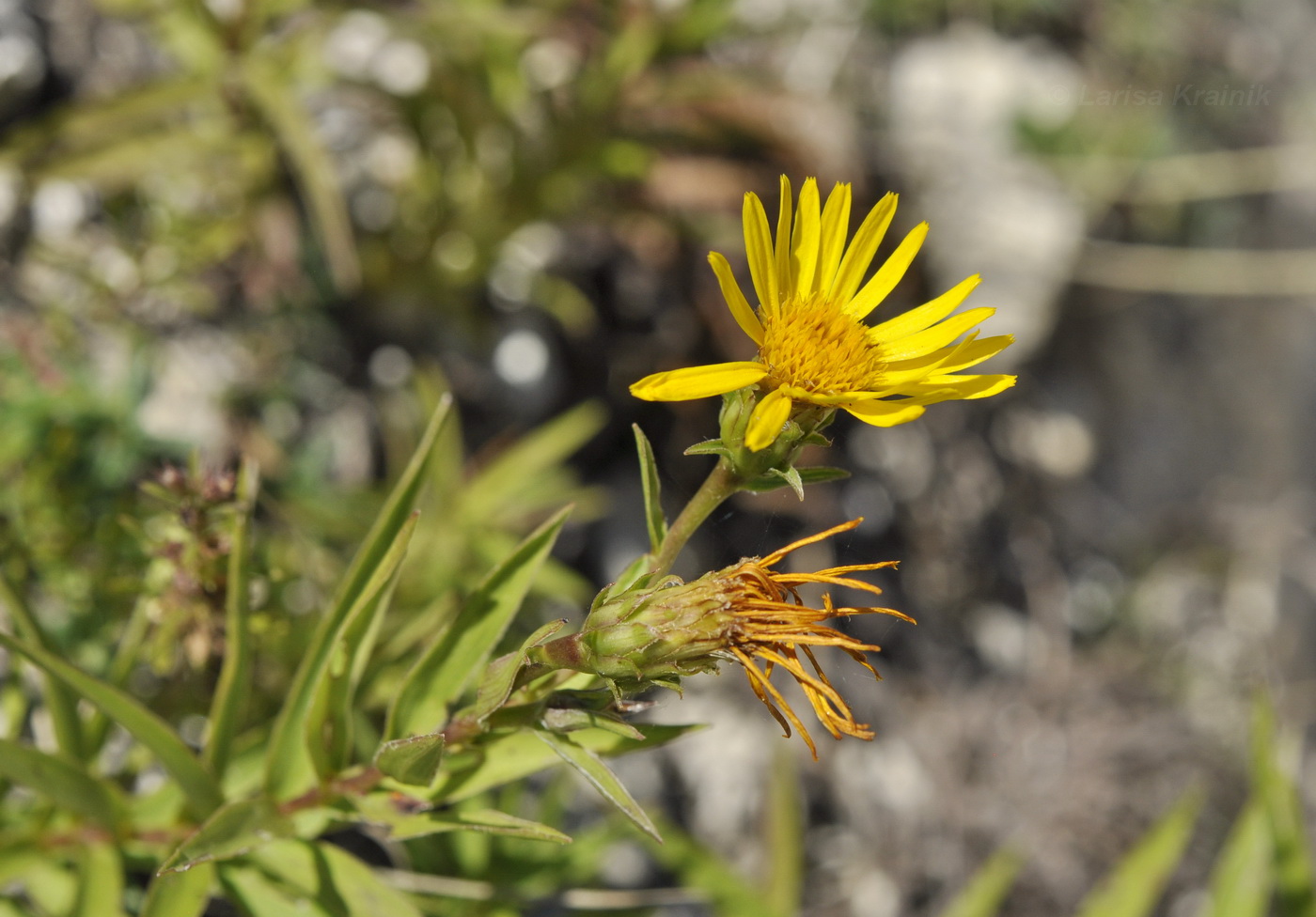 Изображение особи Inula ensifolia.