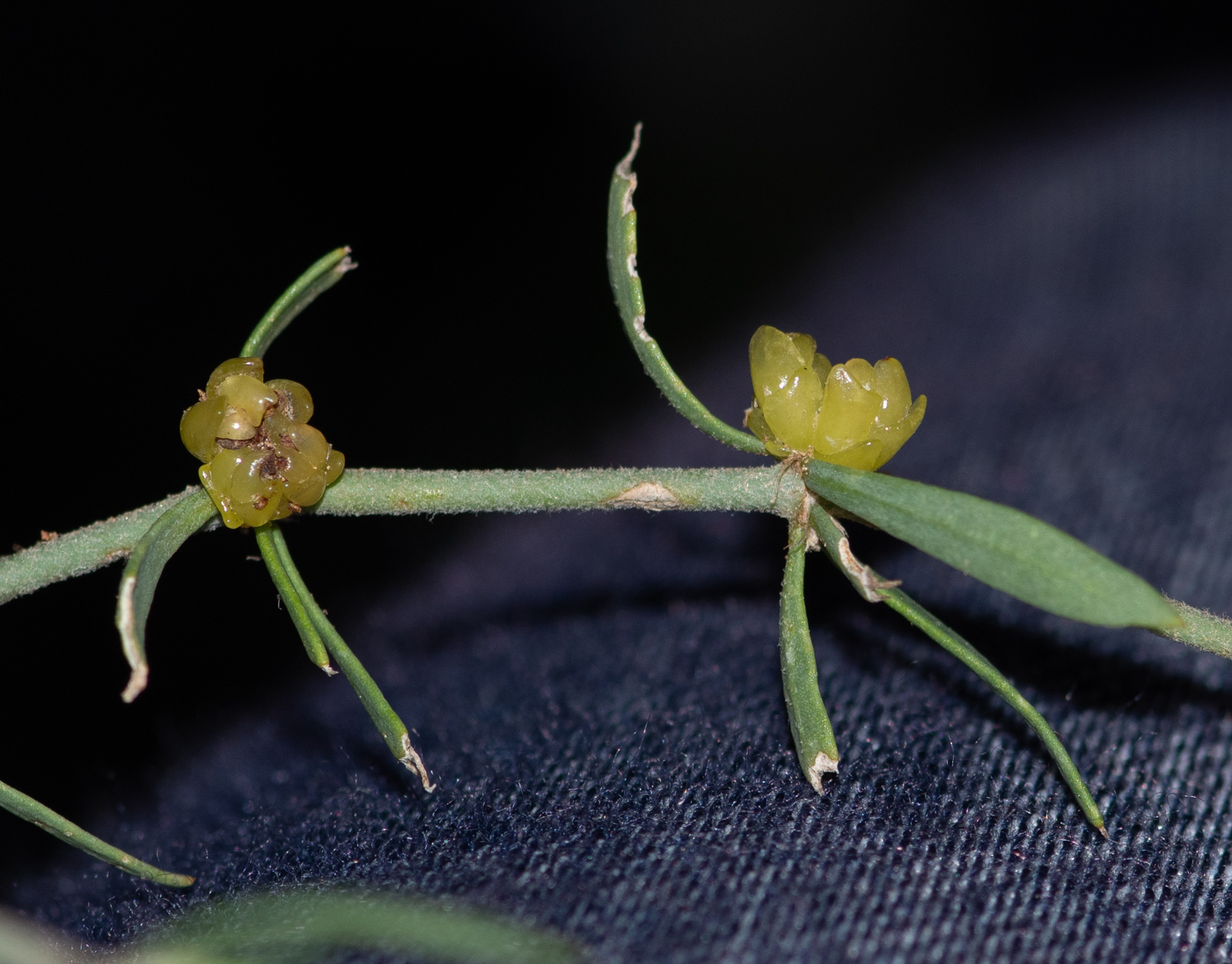 Изображение особи Pollichia campestris.