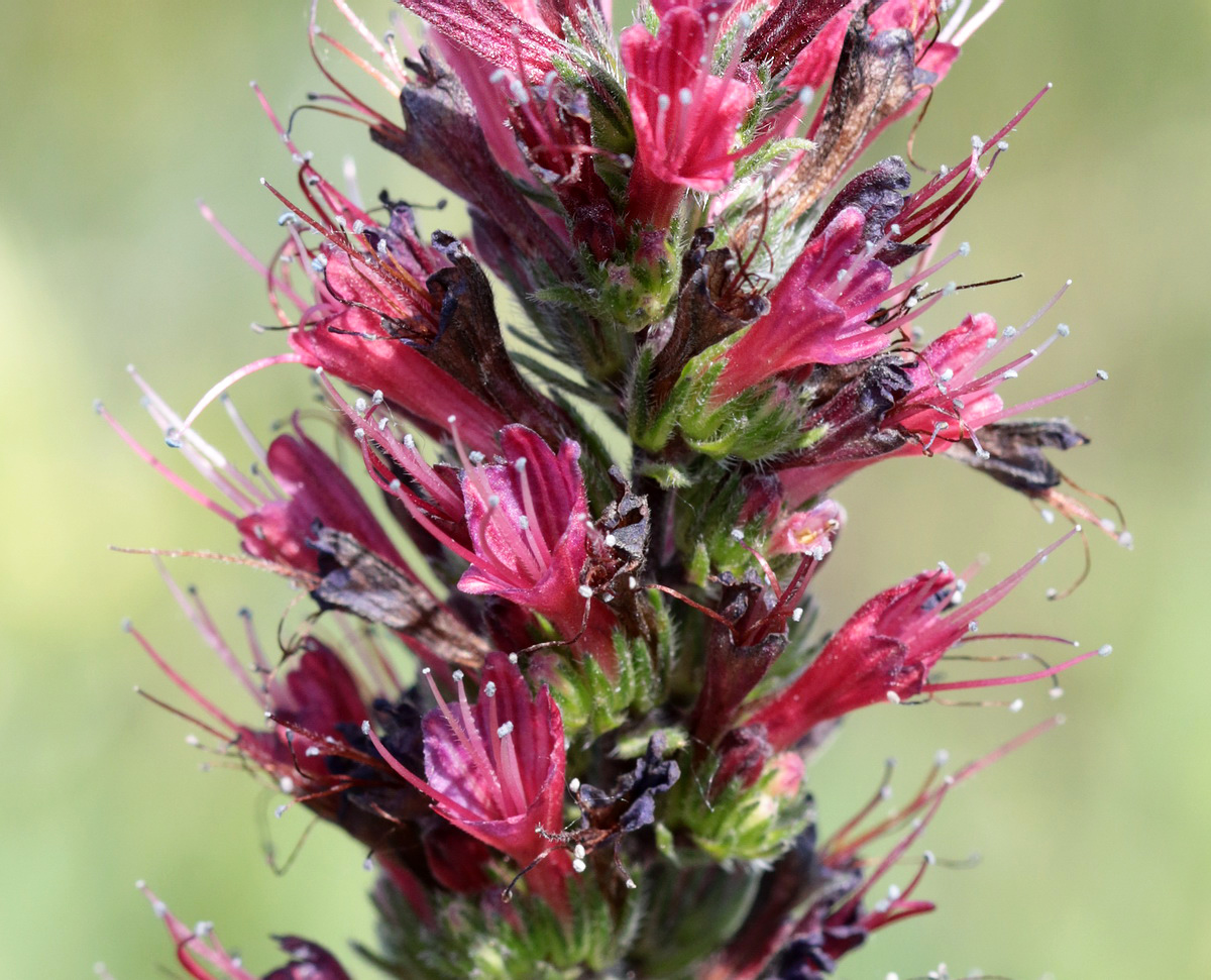 Image of Echium russicum specimen.