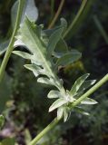 Centaurea cephalariifolia