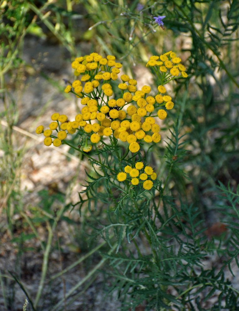 Изображение особи Tanacetum vulgare.