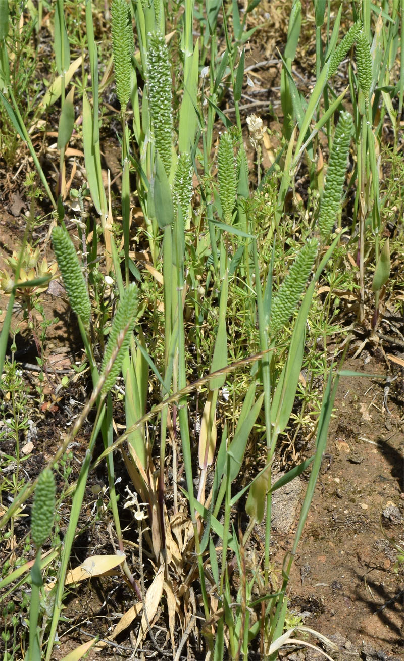 Image of Phleum paniculatum specimen.