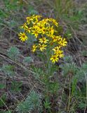Senecio jacobaea. Цветущее растение. Башкирия, Учалинский р-н, хребет Нурали, ≈ 700 м н.у.м., сухой степной склон. 22.07.2020.