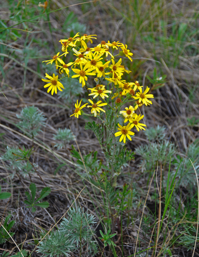 Изображение особи Senecio jacobaea.