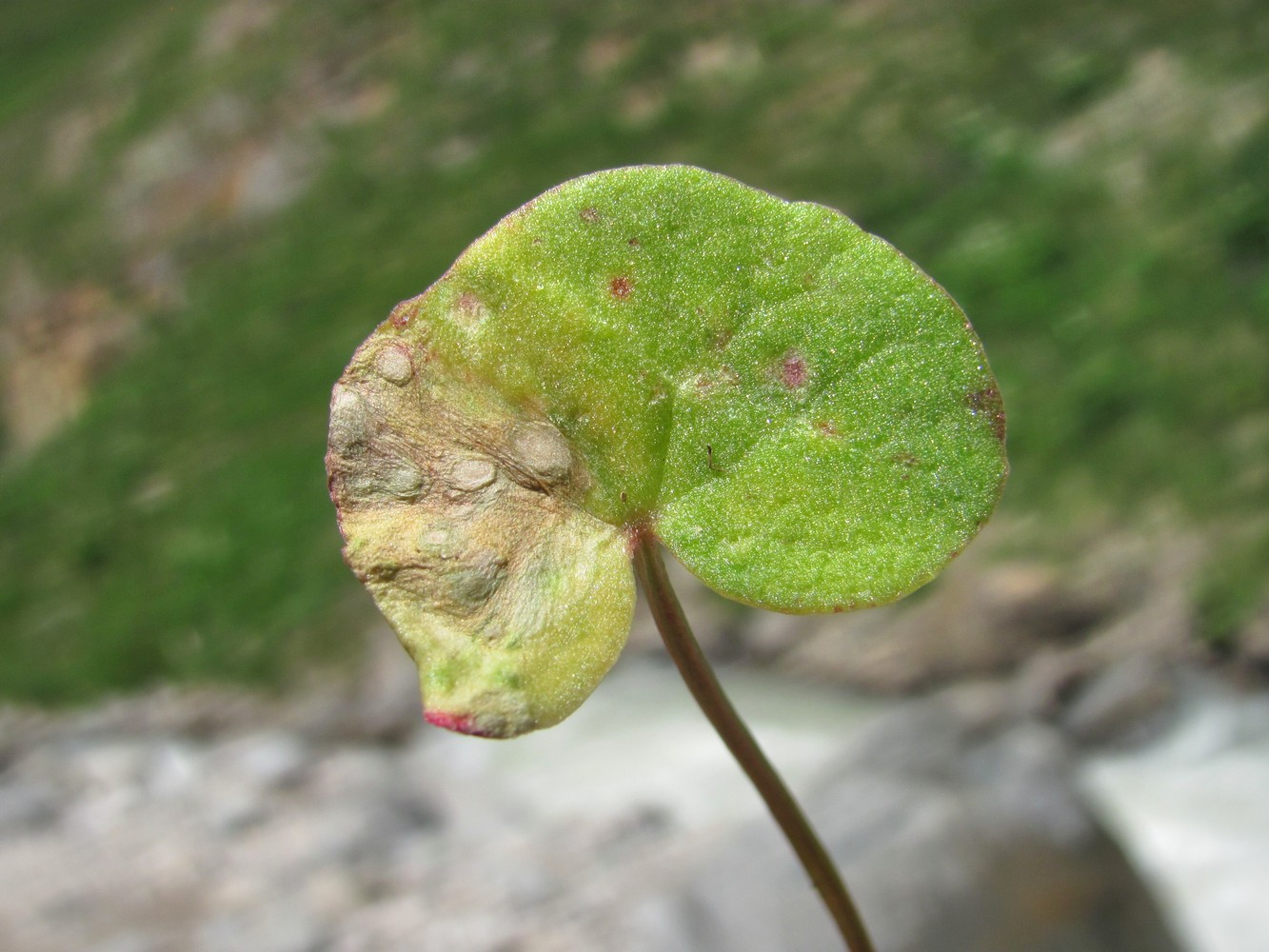 Image of Oxyria digyna specimen.