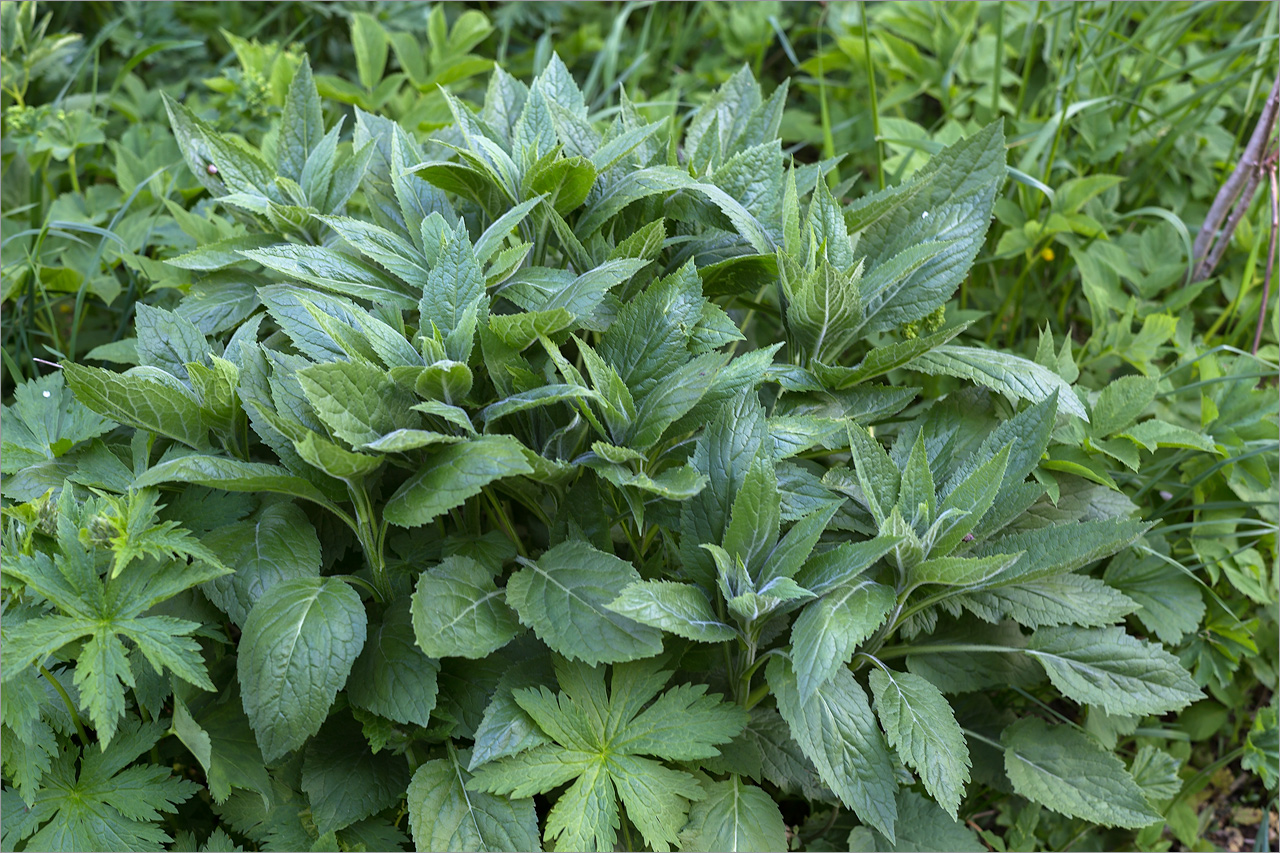 Image of Campanula latifolia specimen.