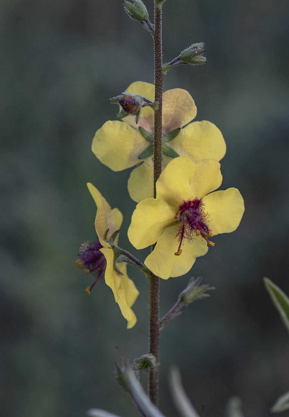 Image of Verbascum blattaria specimen.