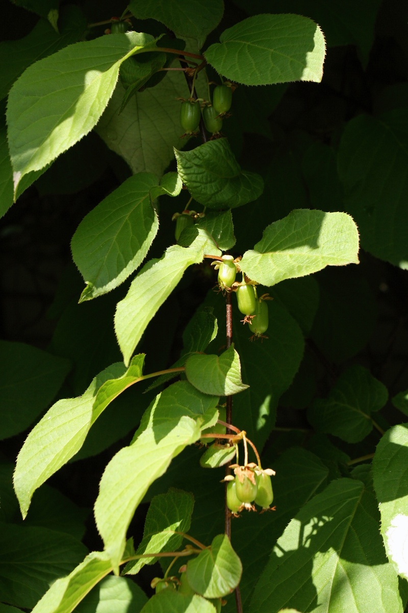 Image of Actinidia kolomikta specimen.