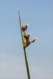 genus Schoenoplectus