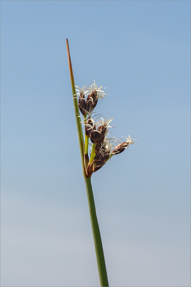 Image of genus Schoenoplectus specimen.