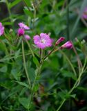 Epilobium hirsutum. Верхушка побега с цветком, бутонами и плодами. Смоленская обл., Смоленский р-н, дер. Флёново, берег пруда, у воды. 16.08.2020.