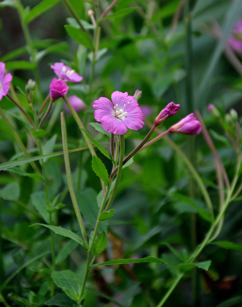 Изображение особи Epilobium hirsutum.