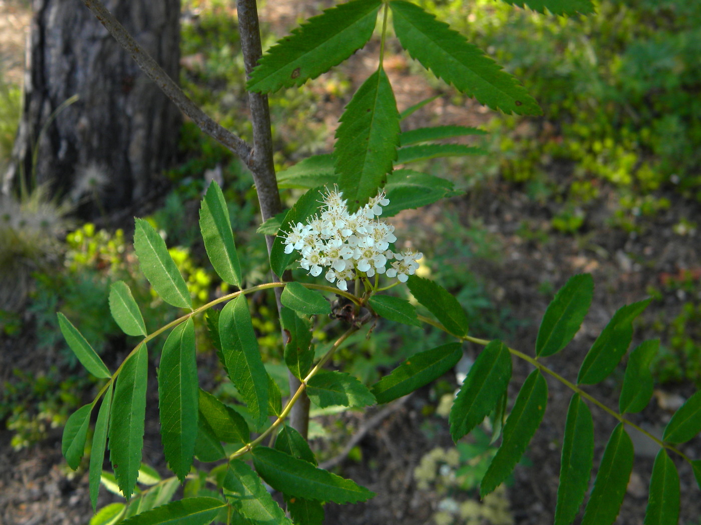 Изображение особи Sorbus sibirica.