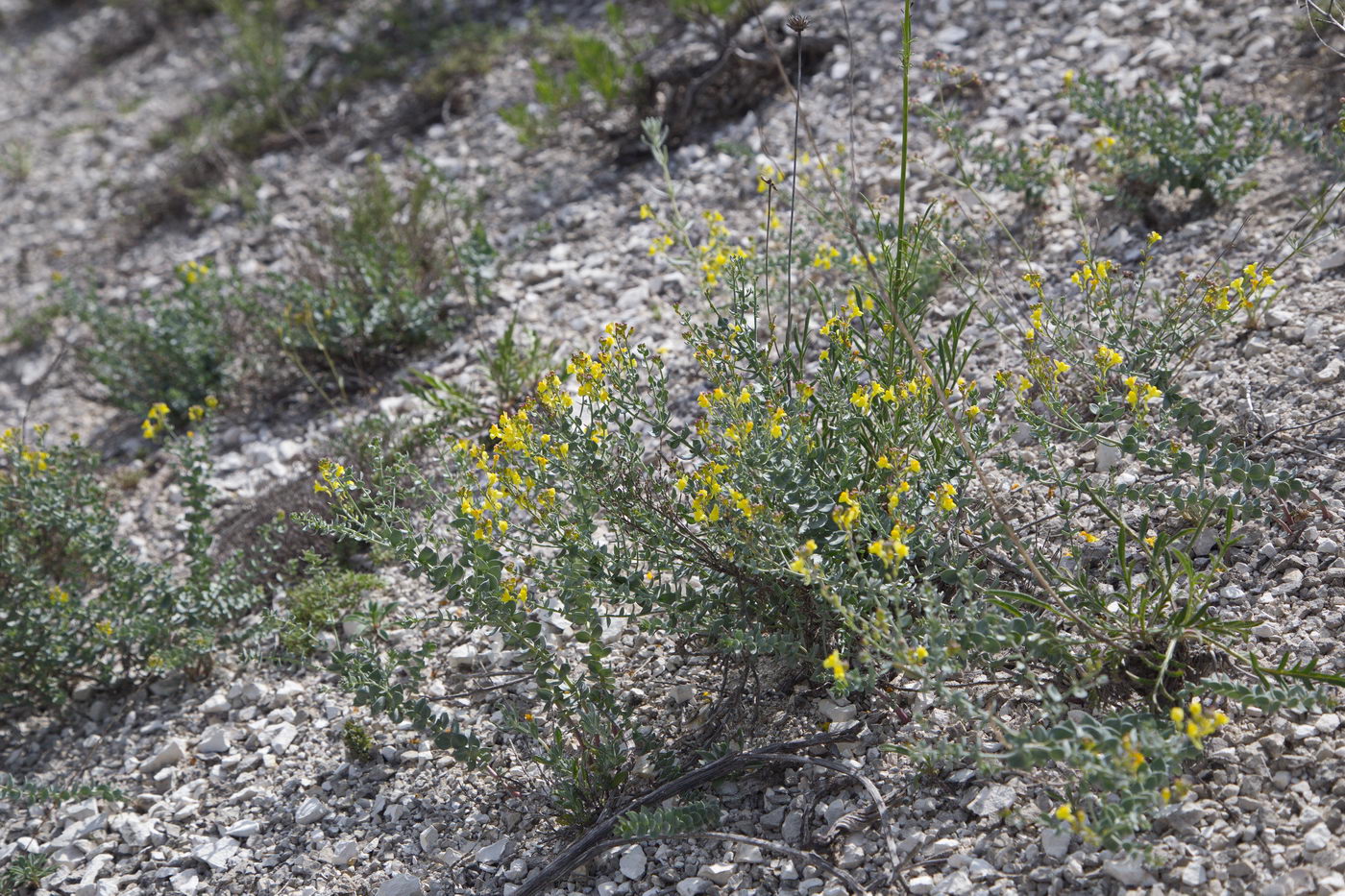 Изображение особи Linaria cretacea.