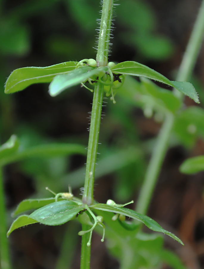 Image of Cruciata krylovii specimen.