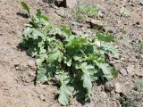 Crambe koktebelica