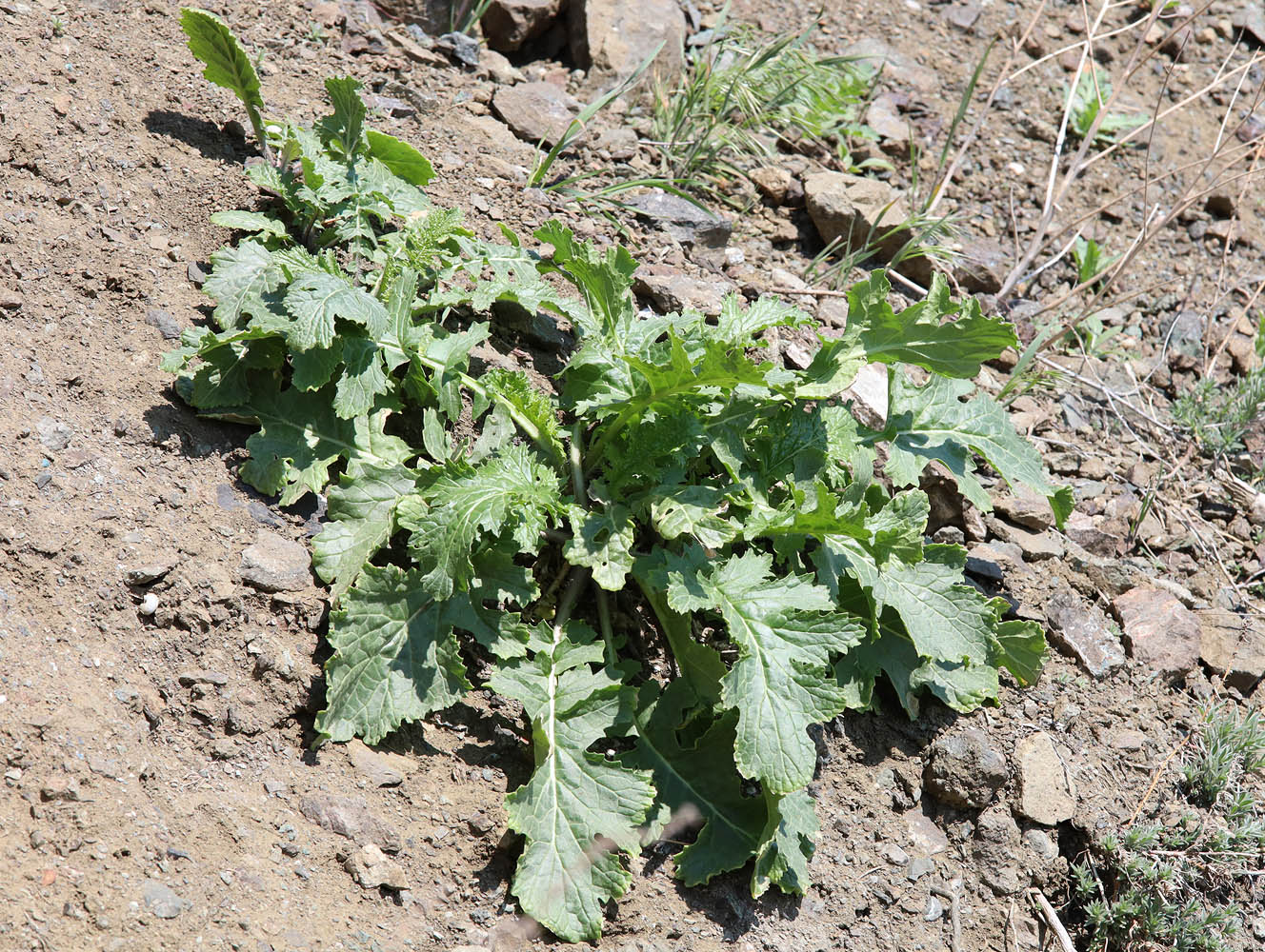 Изображение особи Crambe koktebelica.