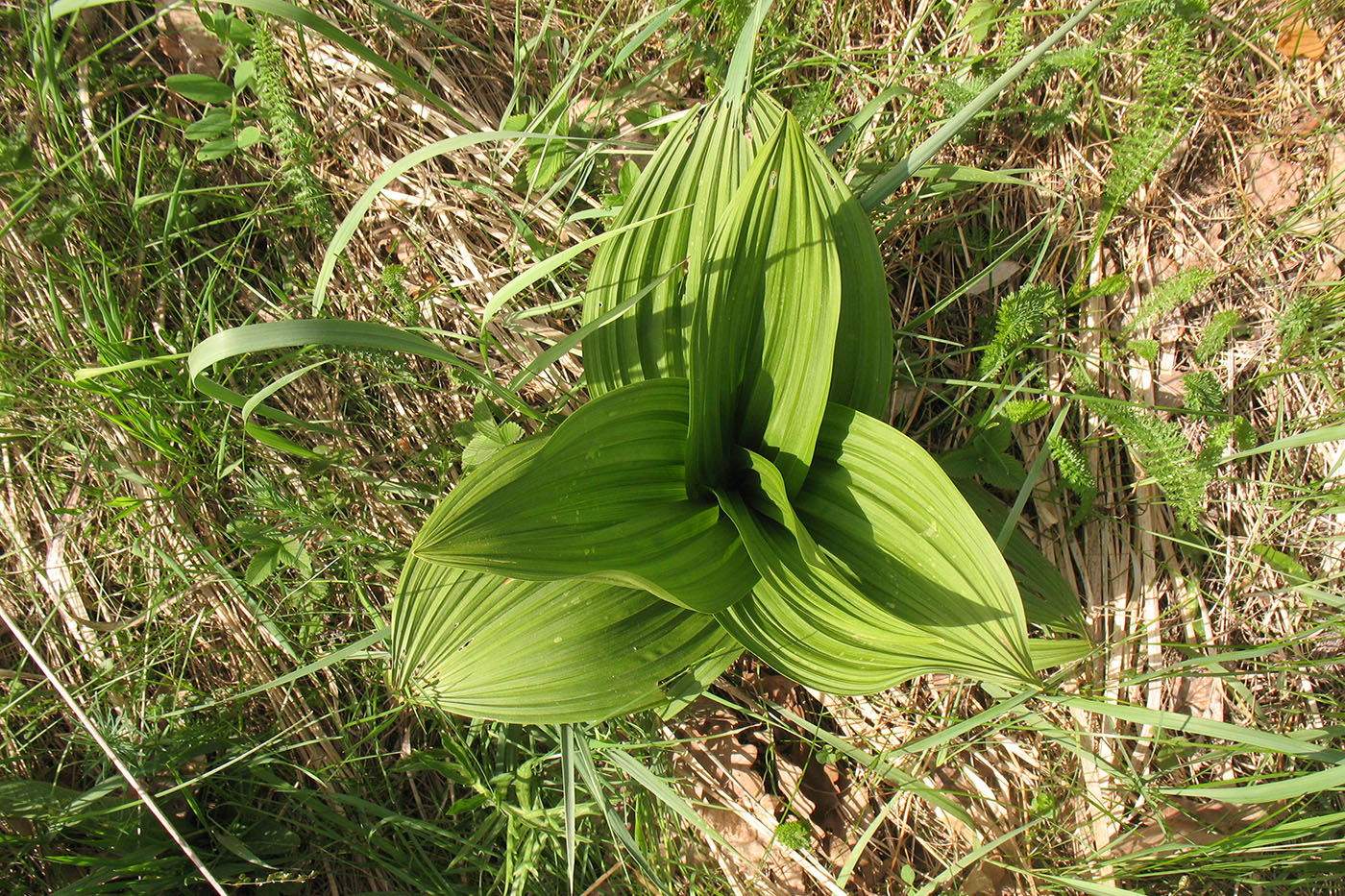 Изображение особи Veratrum nigrum.