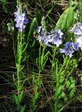 Veronica prostrata