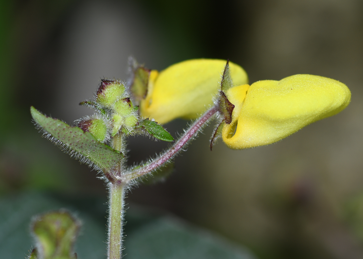 Изображение особи род Calceolaria.