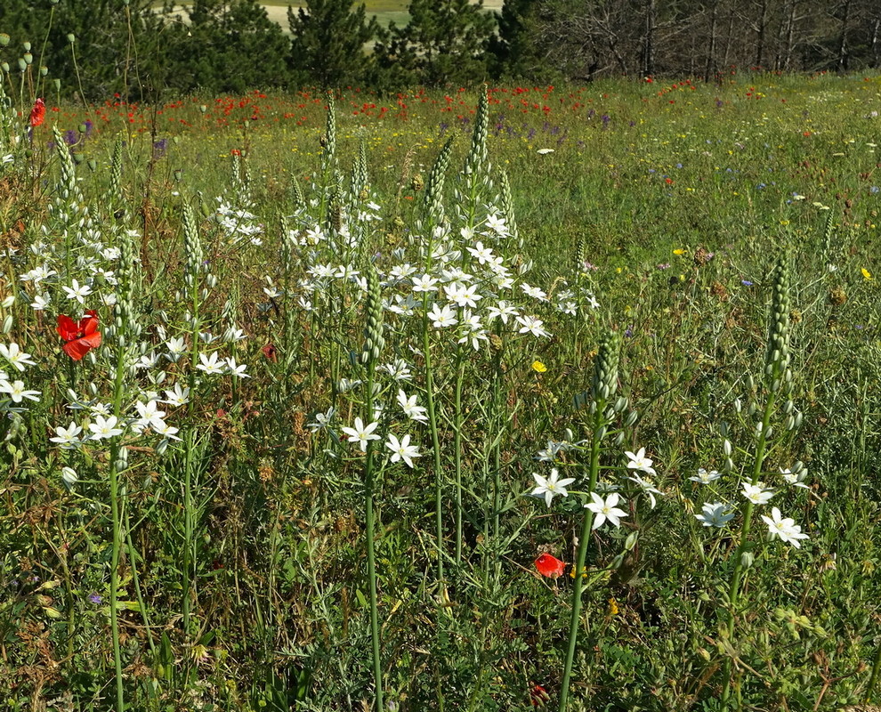 Изображение особи Ornithogalum ponticum.