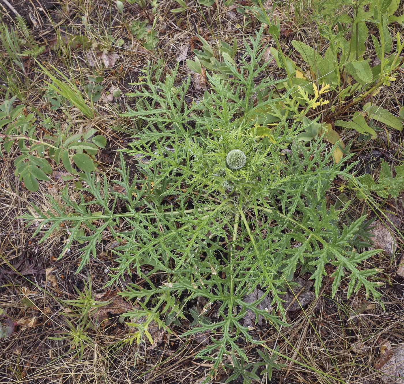 Изображение особи Echinops crispus.