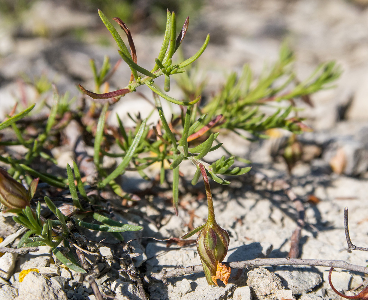 Изображение особи Fumana procumbens.