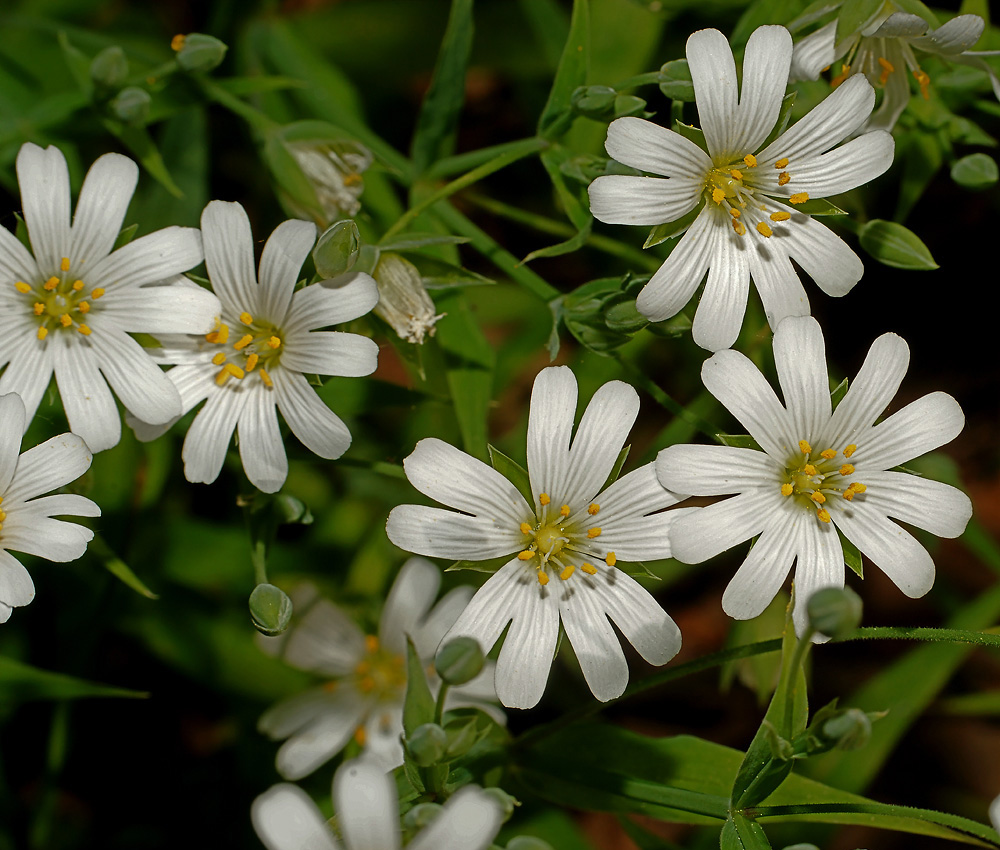 Изображение особи Stellaria holostea.