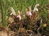 Pedicularis sylvatica