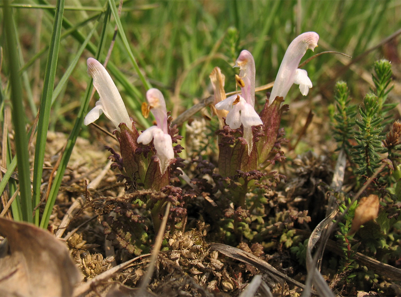 Изображение особи Pedicularis sylvatica.