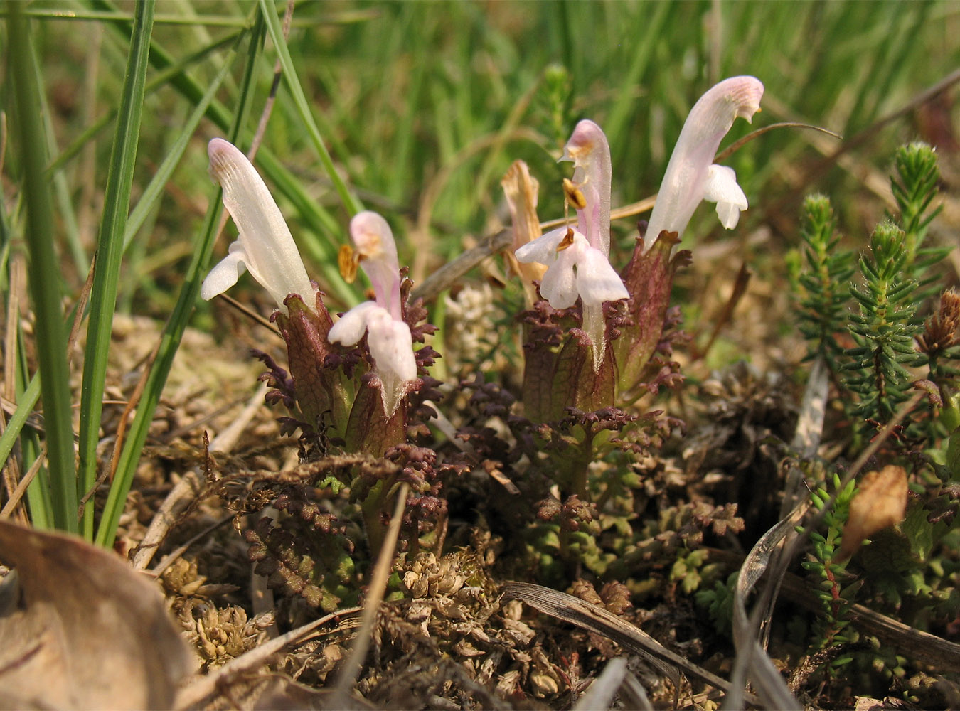 Image of Pedicularis sylvatica specimen.