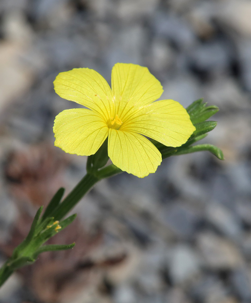 Image of Linum nodiflorum specimen.