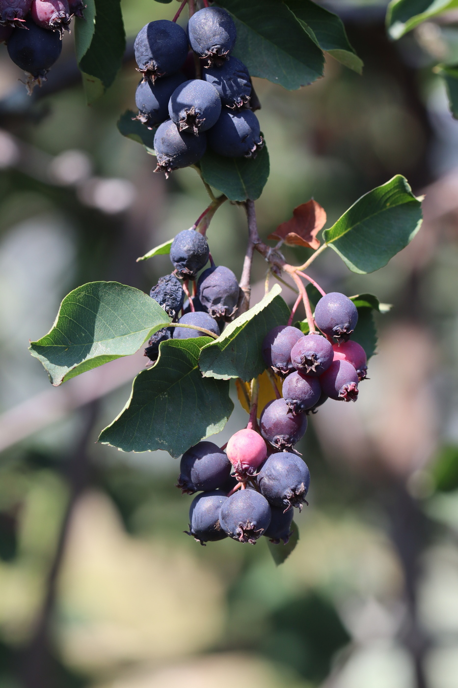 Image of Amelanchier alnifolia specimen.