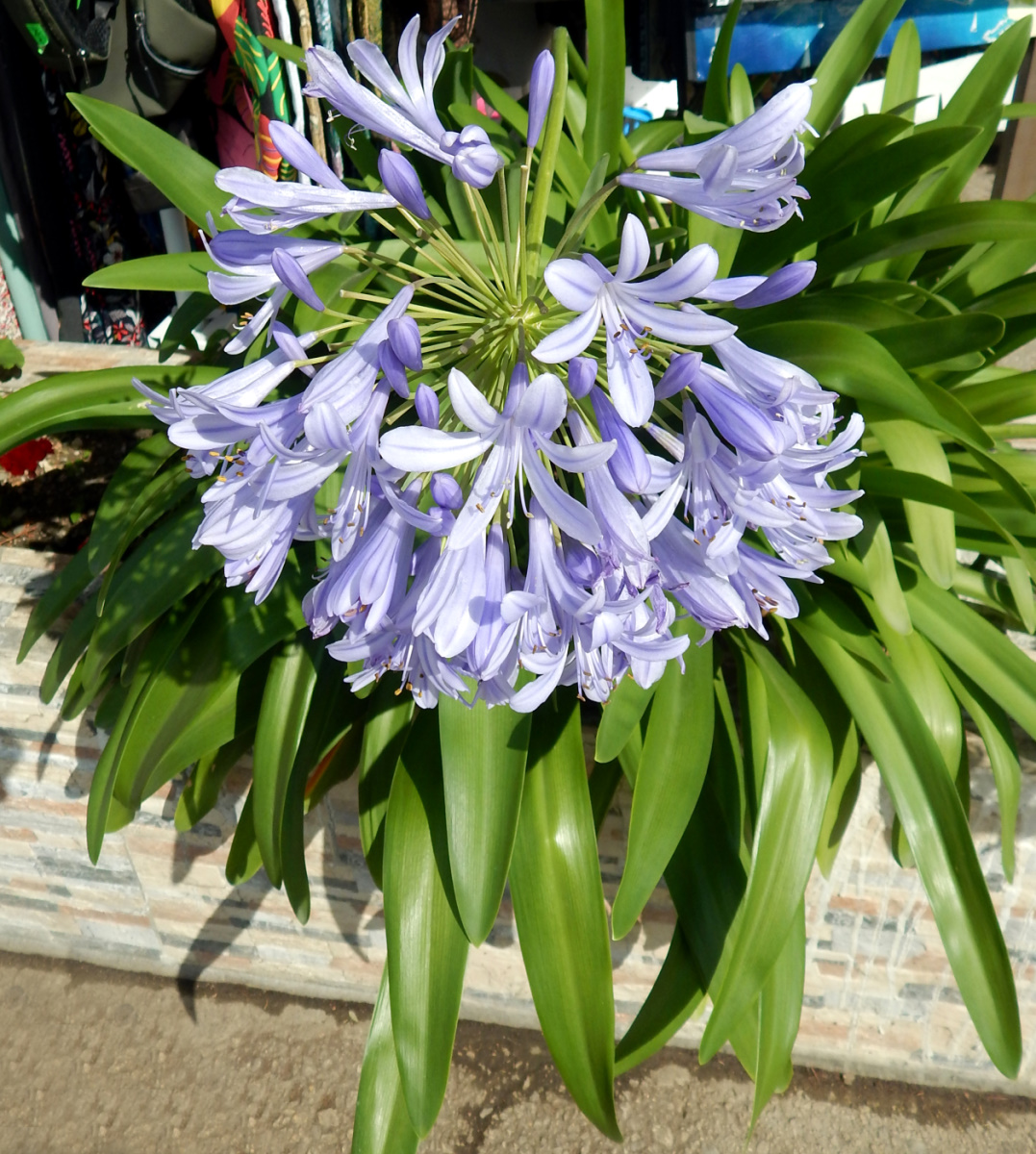 Изображение особи Agapanthus africanus.