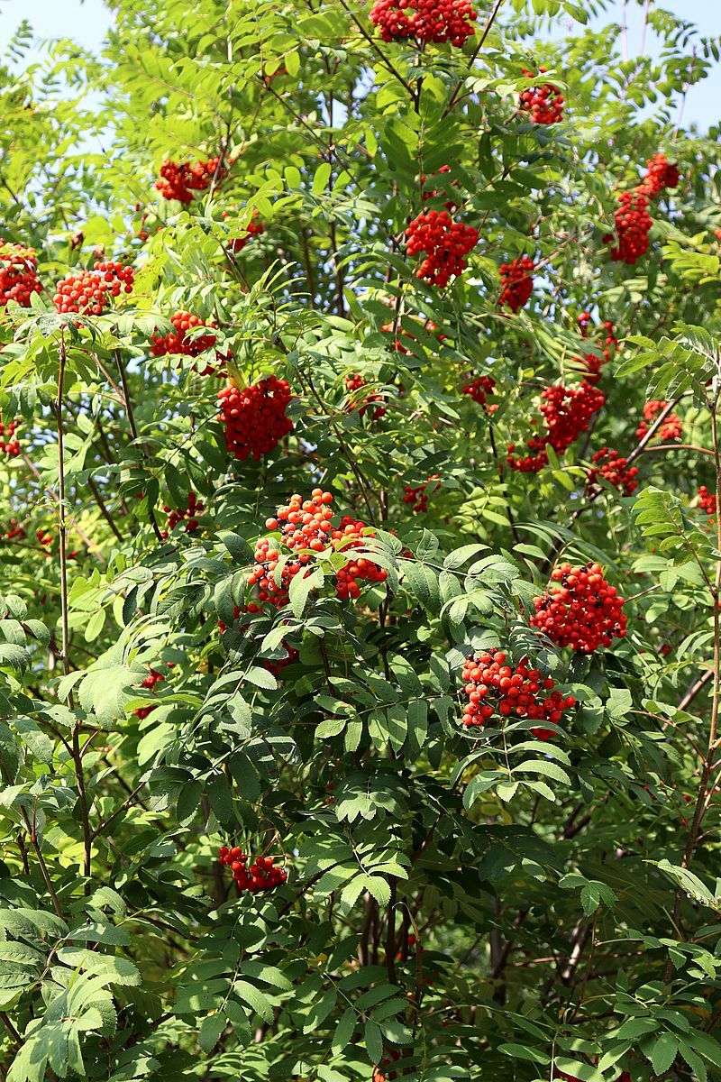 Image of Sorbus aucuparia specimen.