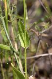 Crepis subspecies turkestanica