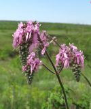 Salvia nutans. Соцветие (розовоцветковая морфа). Ростовская обл., Октябрьский р-н, долина р. Аюта, берег пруда Терновый Яр, степной склон. 23.05.2021.